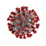 A detailed 3D scientific rendering of the SARS-CoV-2 virus, illustrating its characteristic spherical shape, gray protein core, and prominent red spike proteins on a white background.