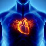 3D medical glowing torso scan highlighting a brightly illuminated human heart and the network of coronary arteries supplying blood to the cardiac muscles.
