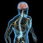 Nervous SystemA 3D anatomical diagram of the human body highlighting the central and peripheral nervous systems, with a focus on the brain, spinal cord, and the intricate network of nerves branching throughout the torso.