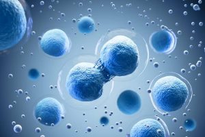 stem cells